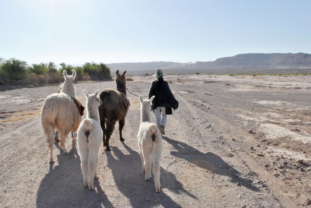 Noi Casa Atacama